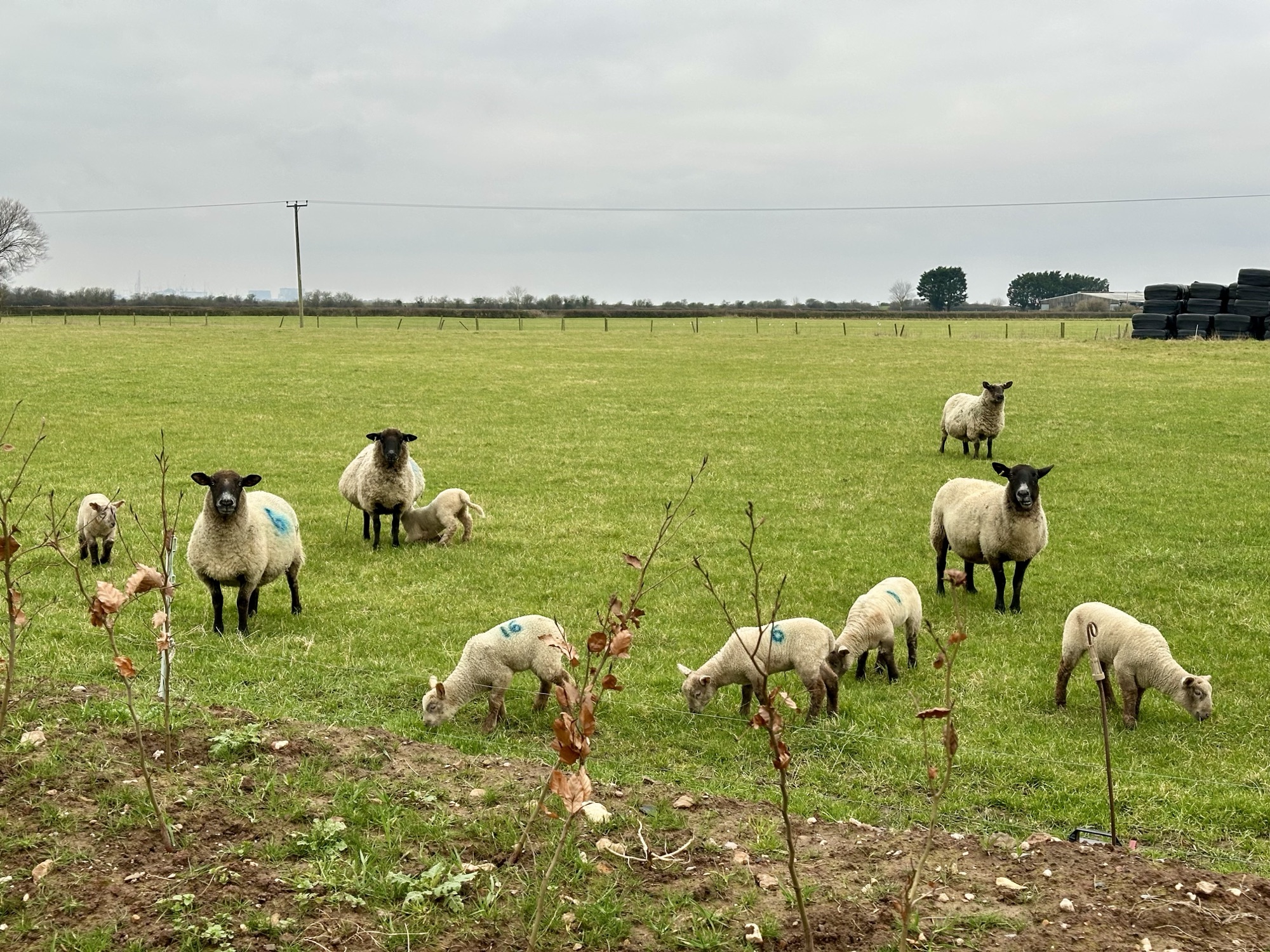 Day 103: Weston-super -Mare to Bridgwater