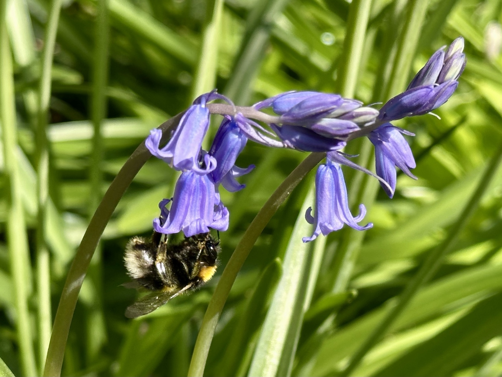 Day 158: Sandbanks to Milford on sea