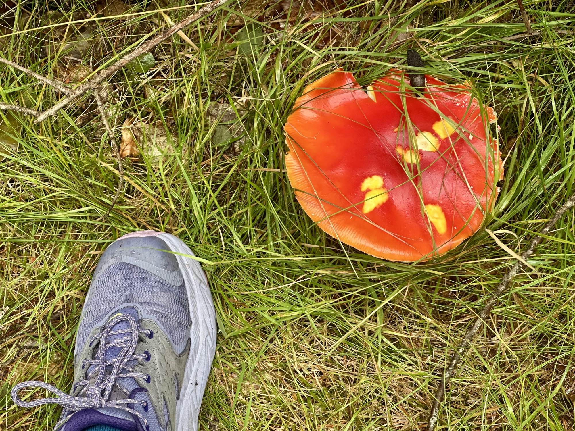 Day 284: Portmahomack to Dornoch