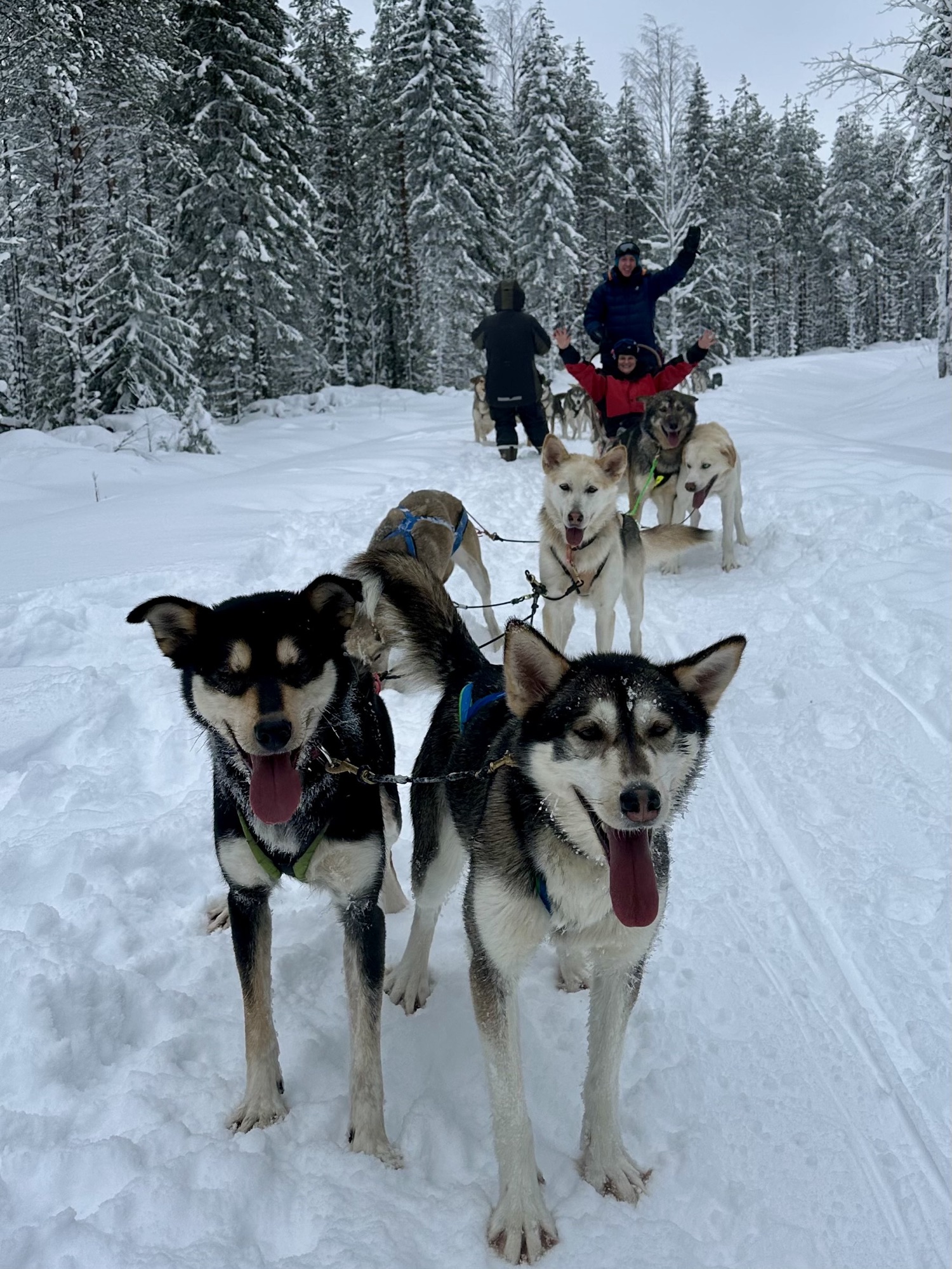 Running with Huskies: Snow, Speed and Swagger Jagger